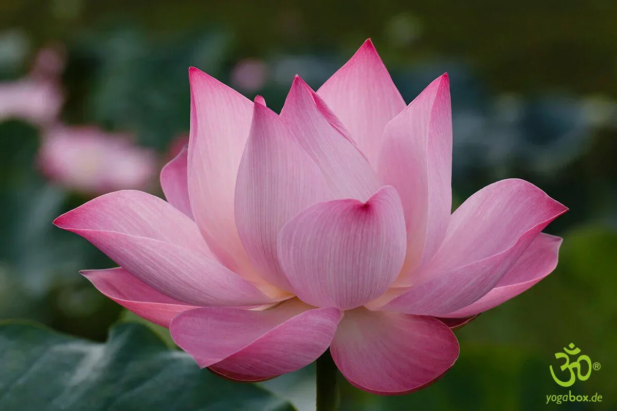 Meditation für Anfänger – mehr Ruhe & Entspannung im Alltag