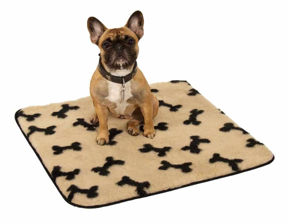 Doga: Yoga mit dem Hund - alles was Du wissen musst